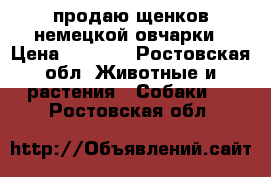 продаю щенков немецкой овчарки › Цена ­ 4 500 - Ростовская обл. Животные и растения » Собаки   . Ростовская обл.